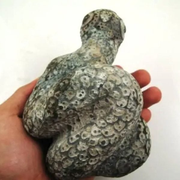 Snake Fossil - SF 7