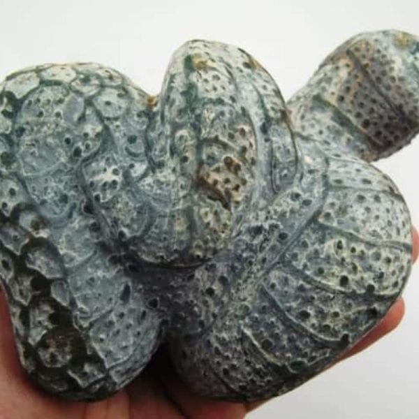 Snake Fossil - SF 7