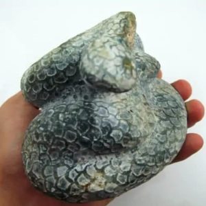 Snake Fossil - SF 6