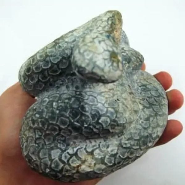 Snake Fossil - SF 6
