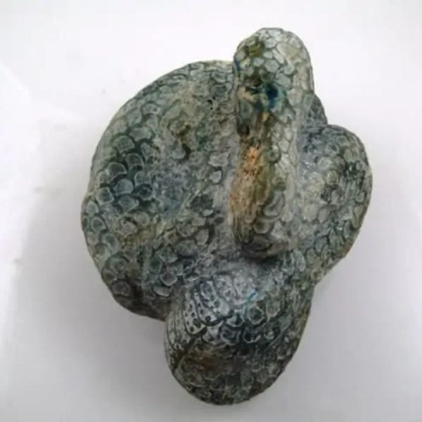 Snake Fossil - SF 6