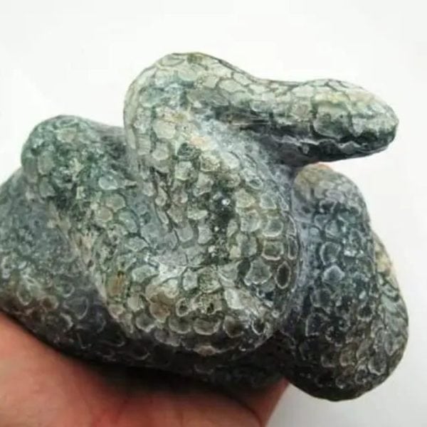 Snake Fossil - SF 6