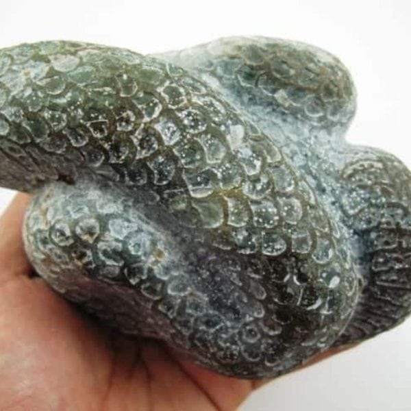 Snake Fossil - SF 6