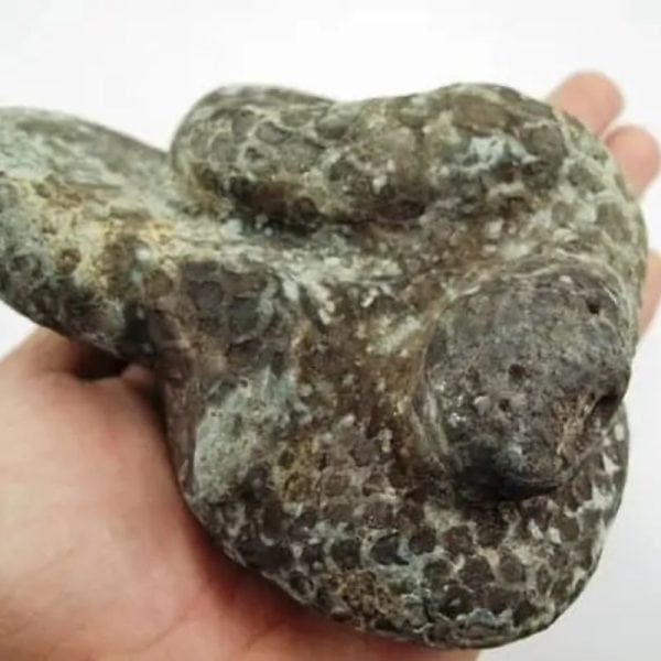 Snake Fossil - SF 5