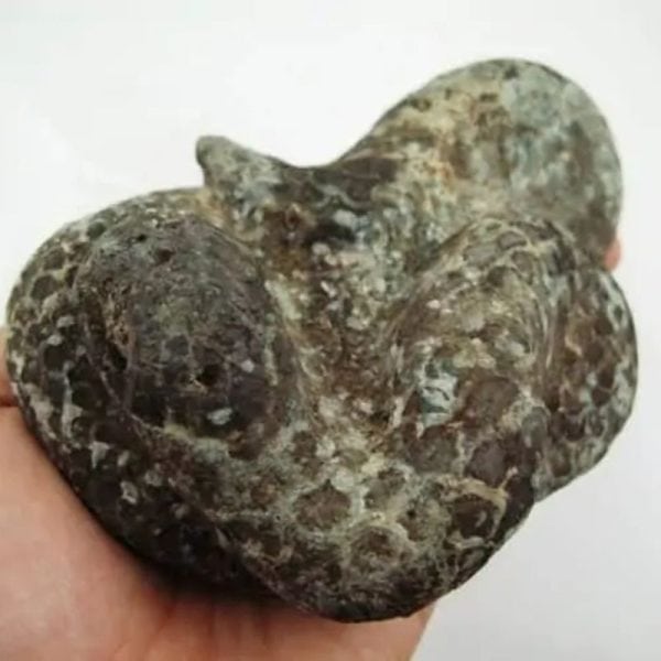 Snake Fossil - SF 5