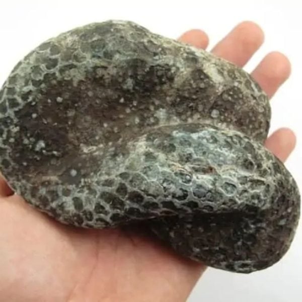 Snake Fossil - SF 5 - Image 5