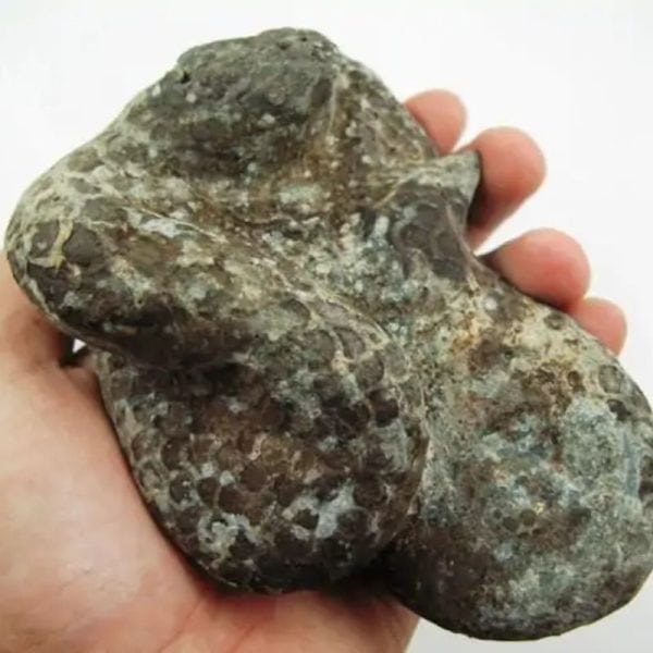 Snake Fossil - SF 5 - Image 4