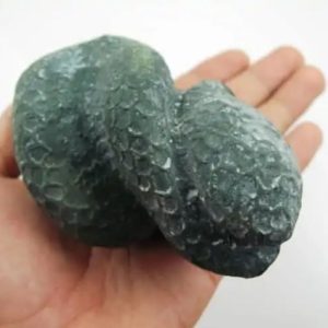 Snake Fossil - SF 4