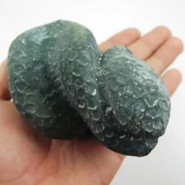 Snake Fossil - SF 4