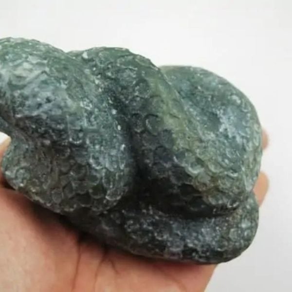 Snake Fossil - SF 4 - Image 2