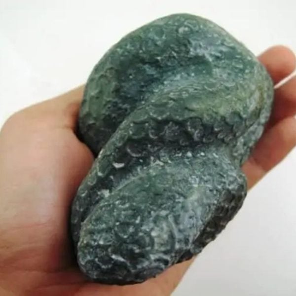 Snake Fossil - SF 4