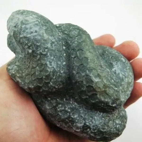 Snake Fossil - SF 4