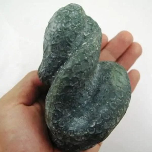 Snake Fossil - SF 4