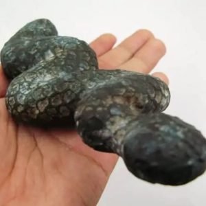 Snake Fossil - SF 3