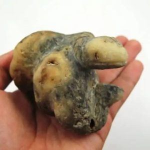 Snake Fossil - SF 1
