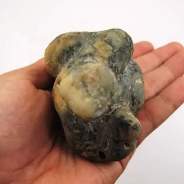 Snake Fossil - SF 1