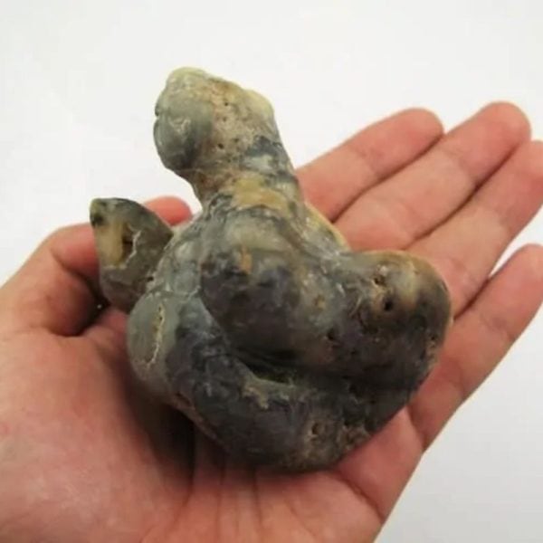 Snake Fossil - SF 1