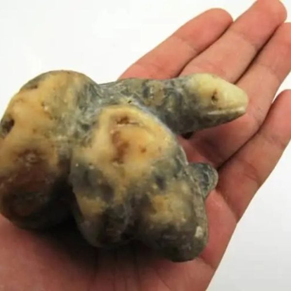 Snake Fossil - SF 1