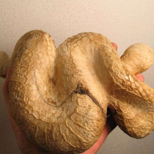 Cobra Siluman Snake Fossils B1