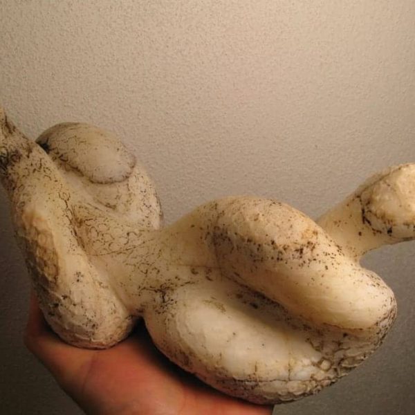 Cobra Siluman Snake Fossils C1