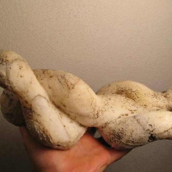 Cobra Siluman Snake Fossils C1