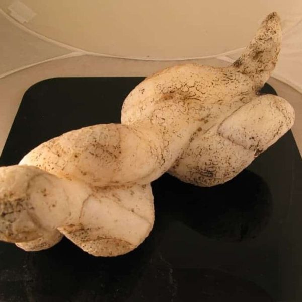 Cobra Siluman Snake Fossils C1