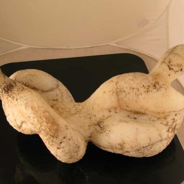 Cobra Siluman Snake Fossils C1