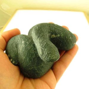 Snake Fossils D1