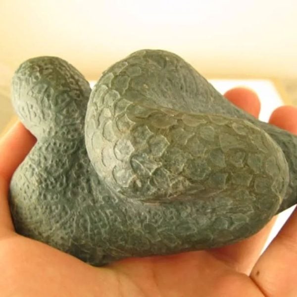 Snake Fossils D2