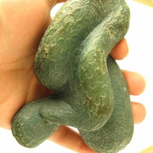 Snake Fossils D3