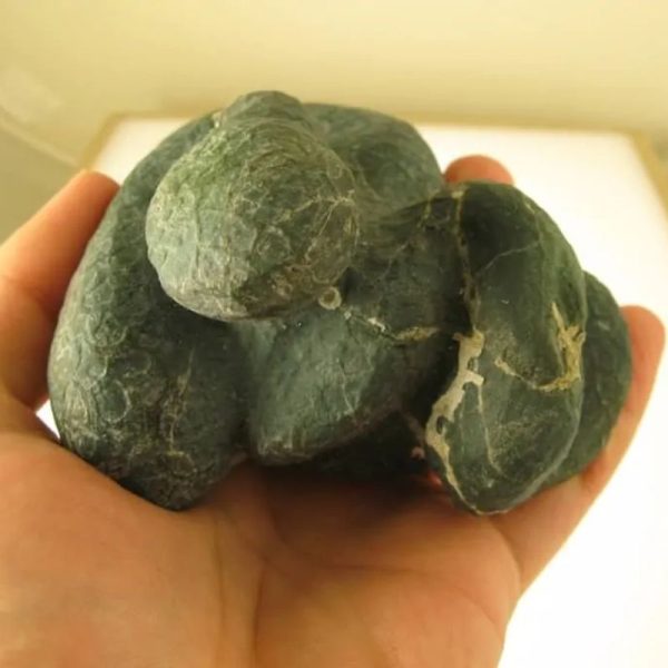 Snake Fossils D4