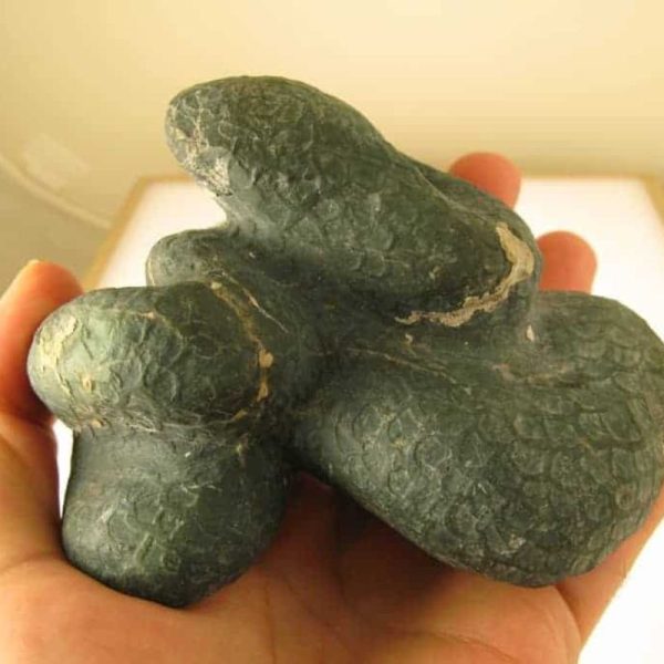 Snake Fossils D4 - Image 6