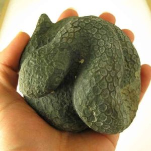 Snake Fossils D5