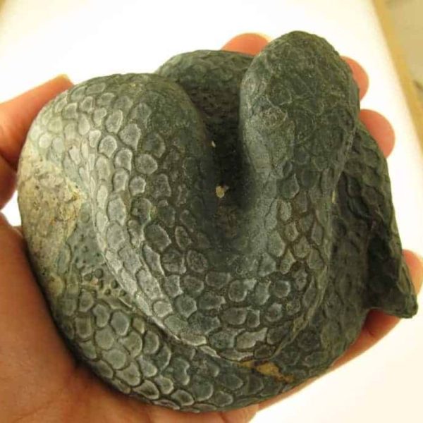 Snake Fossils D5