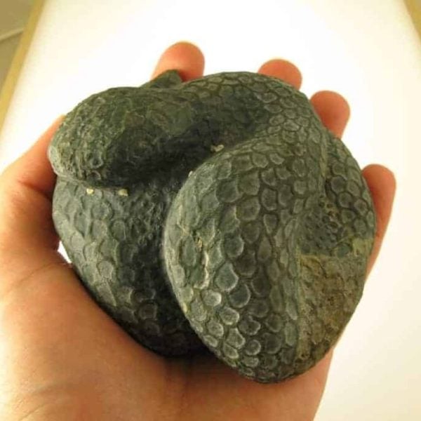 Snake Fossils D5