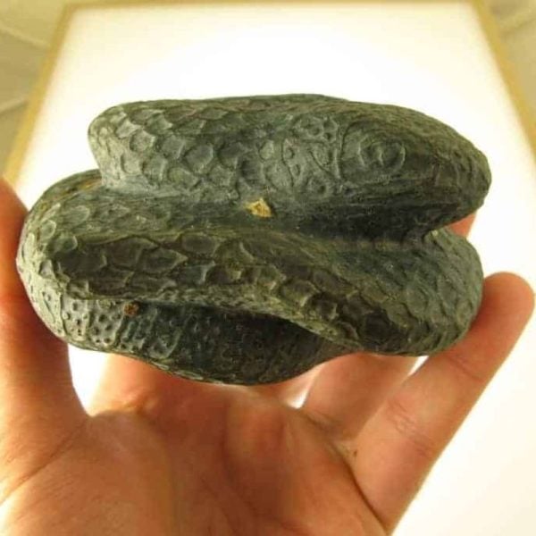 Snake Fossils D5