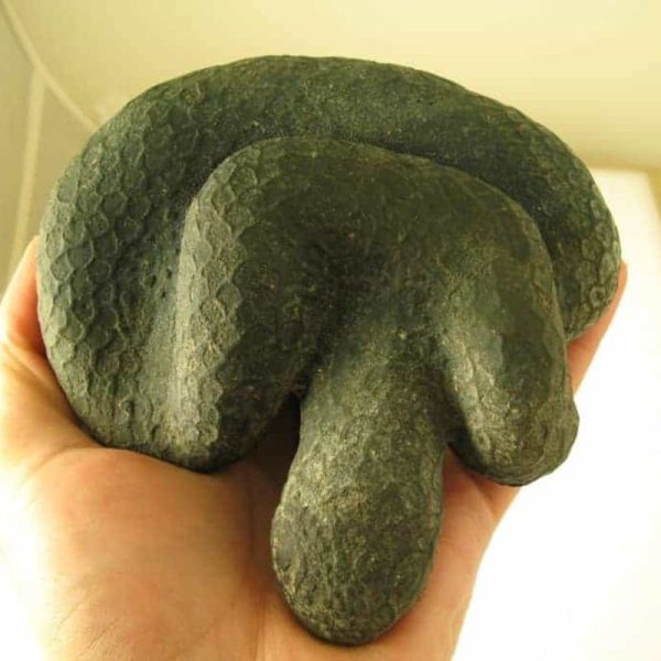 Snake Fossils D7
