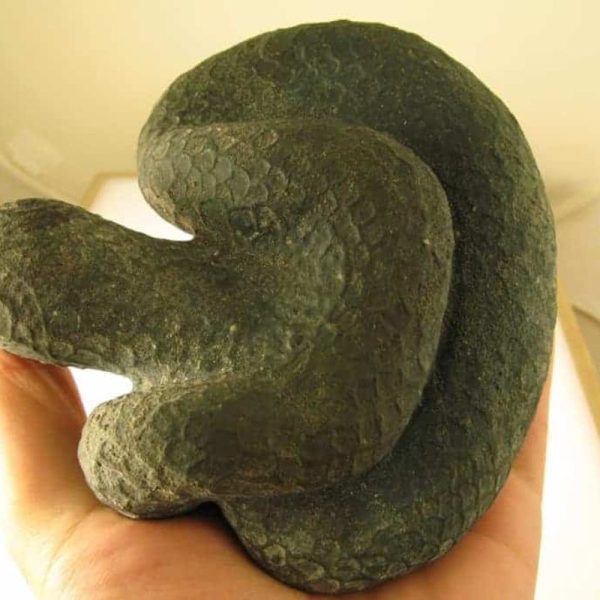 Snake Fossils D7