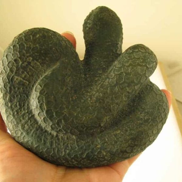 Snake Fossils D7 - Image 3