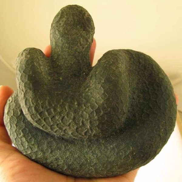 Snake Fossils D7