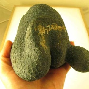 Snake Fossils D8