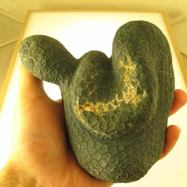 Snake Fossils D8