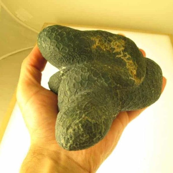 Snake Fossils D8