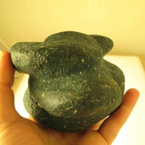 Snake Fossils D9