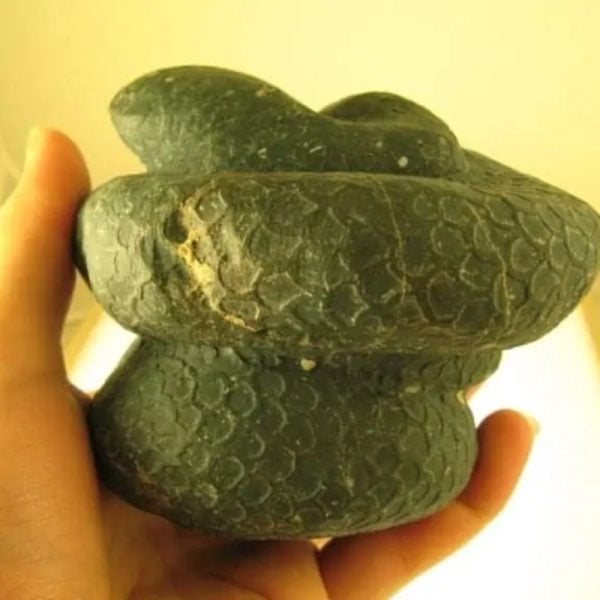 Snake Fossils D9