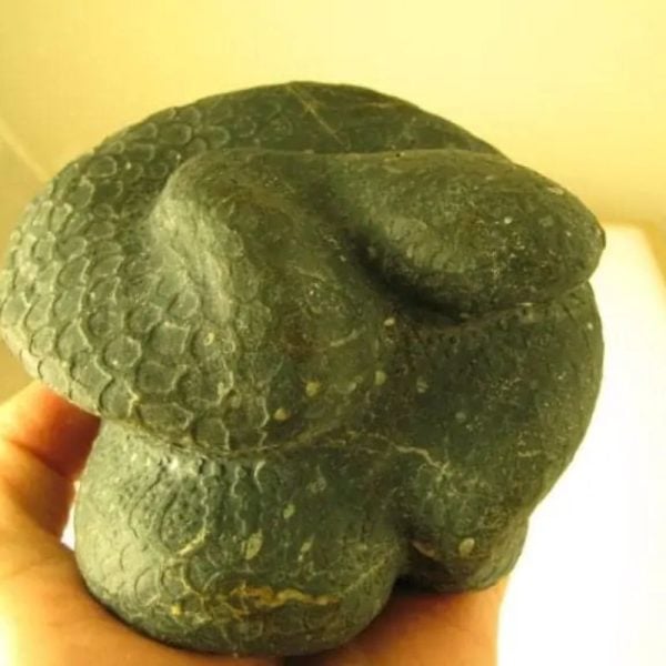 Snake Fossils D9
