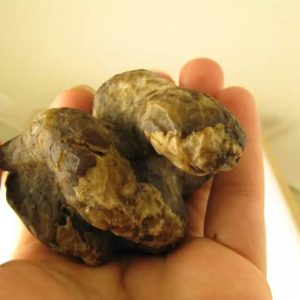 Snake Fossils E1