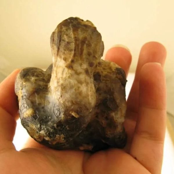 Snake Fossils E1