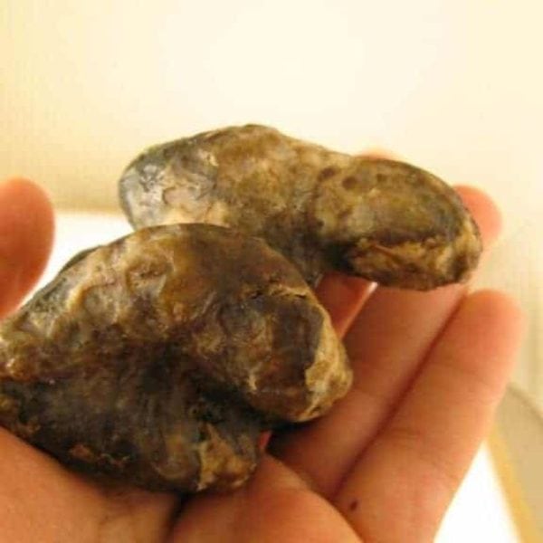 Snake Fossils E1