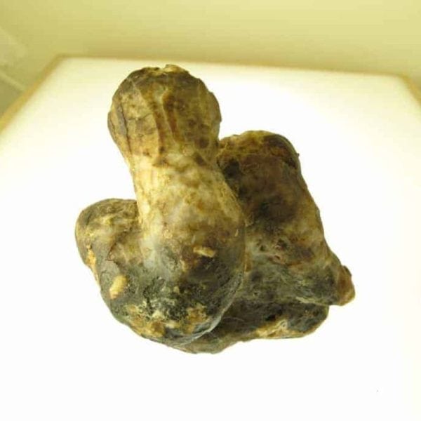 Snake Fossils E1